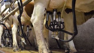 Les contrôles de machines à traire concernent les nouvelles installations comme les plus anciennes sur lesquelles il faut vérifier le fonctionnement, la dépose des faisceaux trayeurs et le nettoyage en fin de traite. (©Terre-net Média) Les contrôles de machines à traire concernent les nouvelles installations comme les plus anciennes sur lesquelles il faut vérifier le fonctionnement, la dépose des faisceaux trayeurs et le nettoyage en fin de traite. (©Terre-net Média)