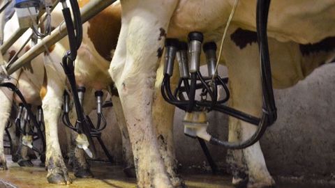 Les contrôles de machines à traire concernent les nouvelles installations comme les plus anciennes sur lesquelles il faut vérifier le fonctionnement, la dépose des faisceaux trayeurs et le nettoyage en fin de traite. (©Terre-net Média)
