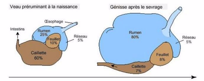 Système digestif du veau