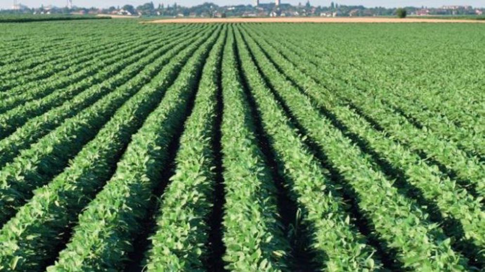 Les semences certifiées de soja permettent un gain de rendement de 4 à 6 q/ha. (©UFS)