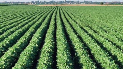 Les semences certifiées de soja permettent un gain de rendement de 4 à 6 q/ha. (©UFS)