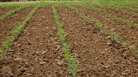  Des avantages techniques aux bénéfices économiques, il semble judicieux de semer graine à graine cet oléagineux ayant le vent en poupe. (©Terre-net Média)