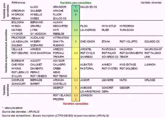 Classement des variétés de blé tendre selon leur résistance au risque DON (F.graminearum) - échelle 2018/2019