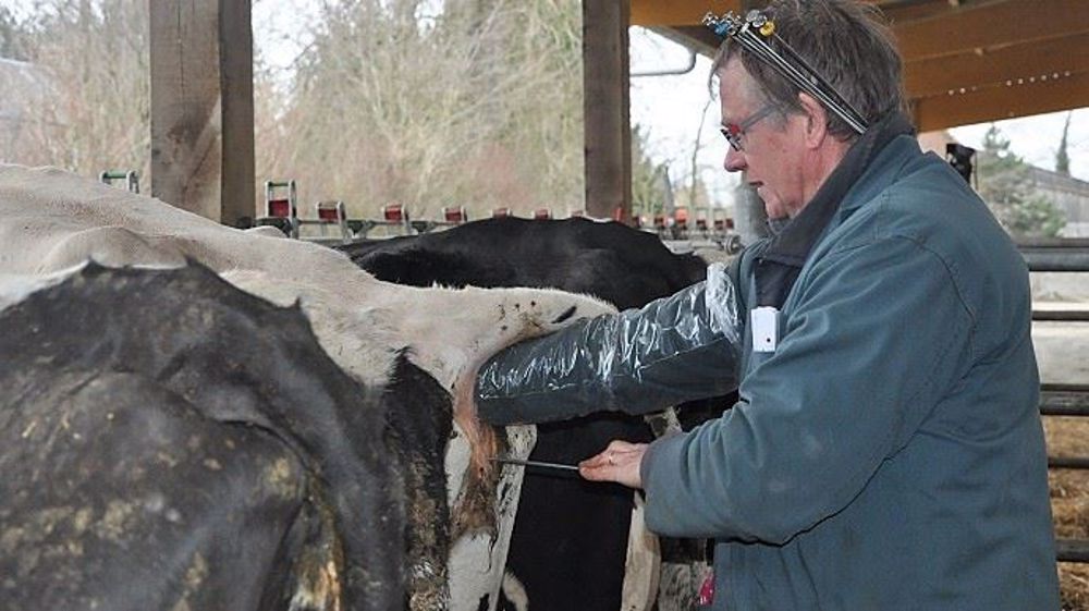 L'insémination artificielle reste le mode de reproduction privilégié par les éleveurs avec une préférence grandissante pour l'IPE. (©Terre-net Média)