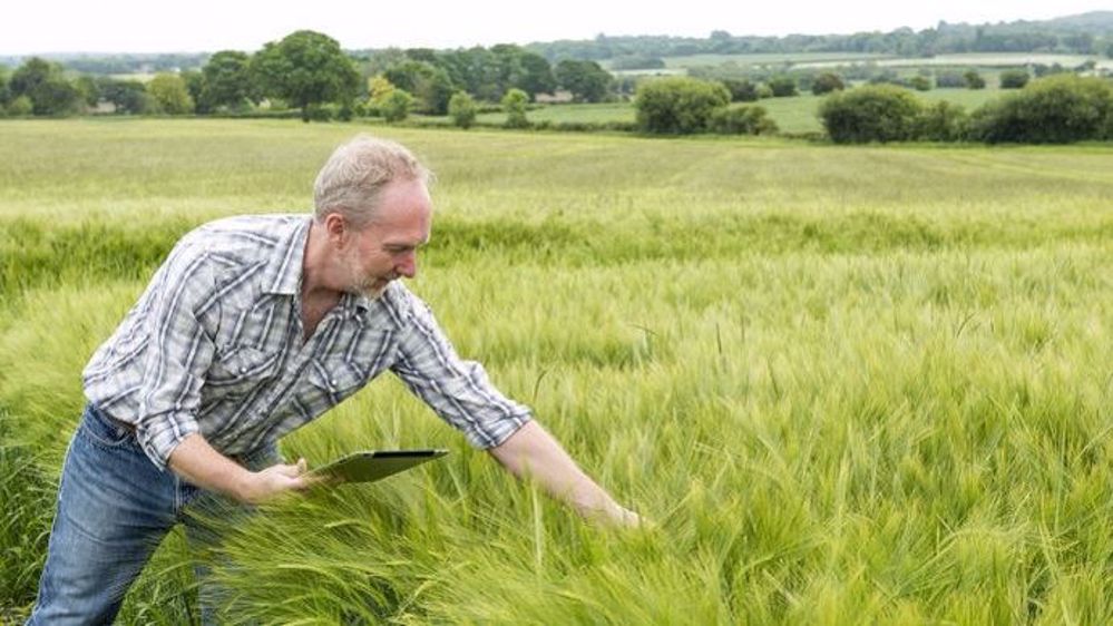 Près de la moitié des agriculteurs apportent la dose d'azote préconisée par leur OAD. (©Fotolia)
