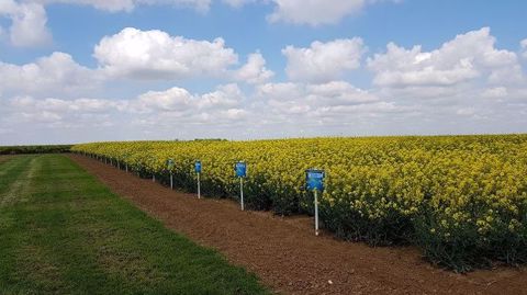Dekalb s'engage avec différentes innovations variétales afin de répondre aux attentes en amont et en aval de la filière colza. (©Terre-net Média)