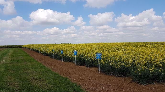 Vitrine de variétés de colza Dekalb
