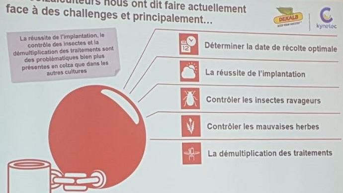 Challenges des colzaïculteurs français