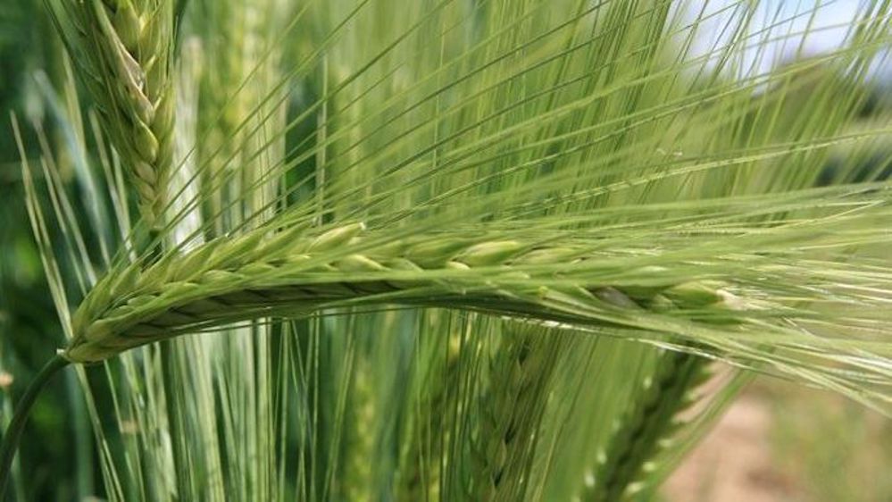 L'orge d'hiver est la deuxième céréale la plus cultivée en France après le blé tendre. L'orge d'hiver fourragère représente 670 000 ha dans le pays, dont 106 000 ha pour les variétés hybrides, soit 16 %.(©Syngenta)