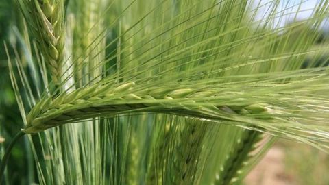 L'orge d'hiver est la deuxième céréale la plus cultivée en France après le blé tendre. L'orge d'hiver fourragère représente 670 000 ha dans le pays, dont 106 000 ha pour les variétés hybrides, soit 16 %.(©Syngenta) L'orge d'hiver est la deuxième céréale la plus cultivée en France après le blé tendre. L'orge d'hiver fourragère représente 670 000 ha dans le pays, dont 106 000 ha pour les variétés hybrides, soit 16 %.(©Syngenta)