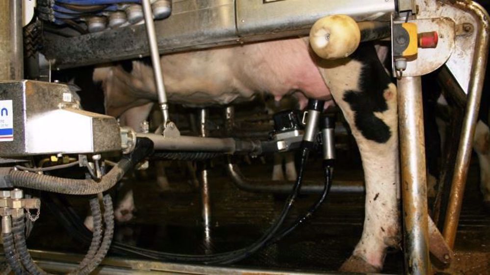 La traite par l'agriculteur devient une obligation en filière Comté, banissant alors le robot de traite. (©Terre-net Média)