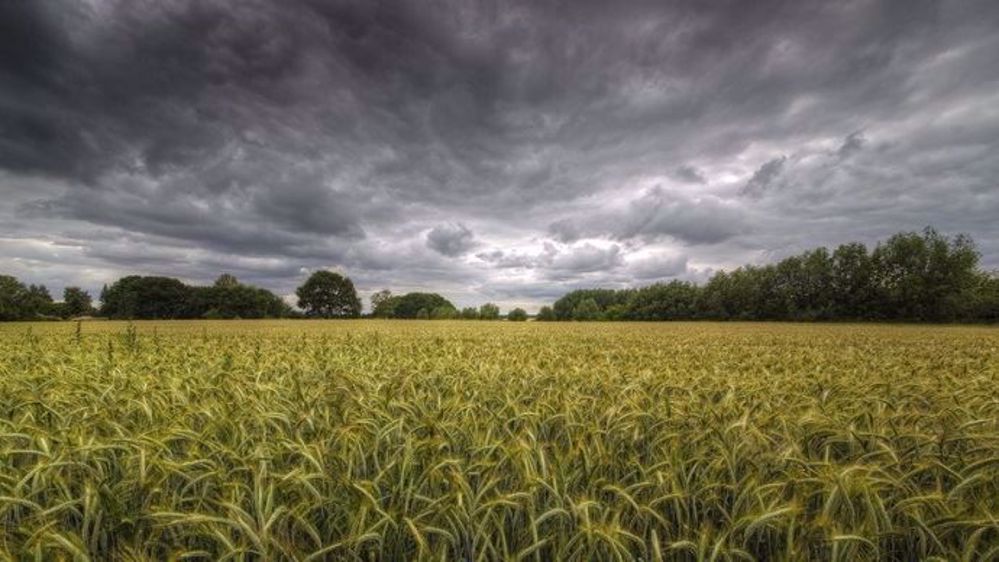 Les orages en France sont un risque pour les orges et les blés. (©Maldesowhat/Fotolia)