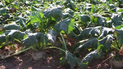 Depuis la fin des quotas, la production de sucre a augmenté de 20 % en Europe. (©Terre-net Média)