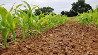 Le binage est plus facile à réussir sur semis tardif que précoce et présente de meilleurs résultats en zone continentale qu'océanique. (©Terre-net Média) Le binage est plus facile à réussir sur semis tardif que précoce et présente de meilleurs résultats en zone continentale qu'océanique. (©Terre-net Média)