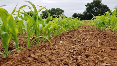 Le binage est plus facile à réussir sur semis tardif que précoce et présente de meilleurs résultats en zone continentale qu'océanique. (©Terre-net Média)