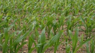 Contre les nuisibles type corbeaux sur les maïs, les agriculteurs privilégient d'abord le tir au fusil, puis l'effaroucheur et en troisième position l'épouvantail. (©Terre-net Média) Contre les nuisibles type corbeaux sur les maïs, les agriculteurs privilégient d'abord le tir au fusil, puis l'effaroucheur et en troisième position l'épouvantail. (©Terre-net Média)