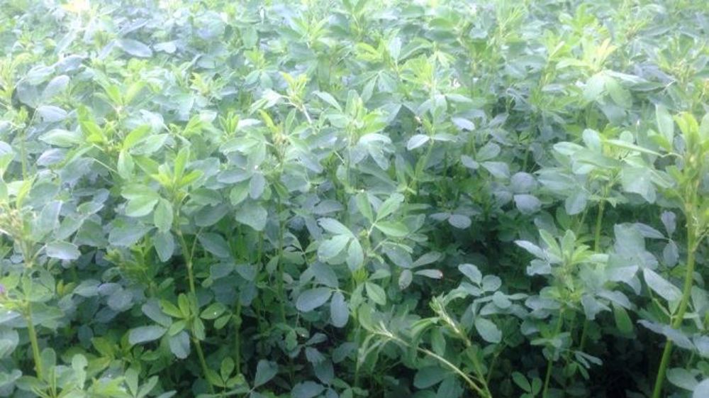 La SCEA du Clos Bernard (60) fera découvrir des techniques innovantes commele séchage et l'effeuillage de la luzerne (©Terre-net Média)