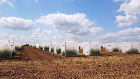 En champ, le processus d'hybridation est réalisé sous ces cages, ce qui permet un isolement complet des deux variétés lignées. (©Terre-net Média) 