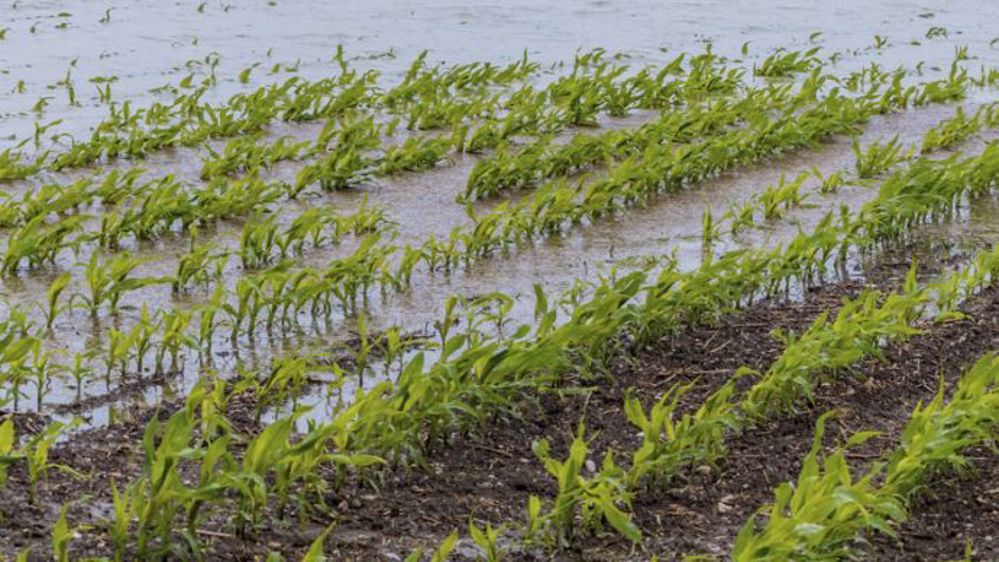 Les pluies ont touché le sud-ouest de la France, inquiétant la filière maïs. (©Gina Sanders/Fotolia)