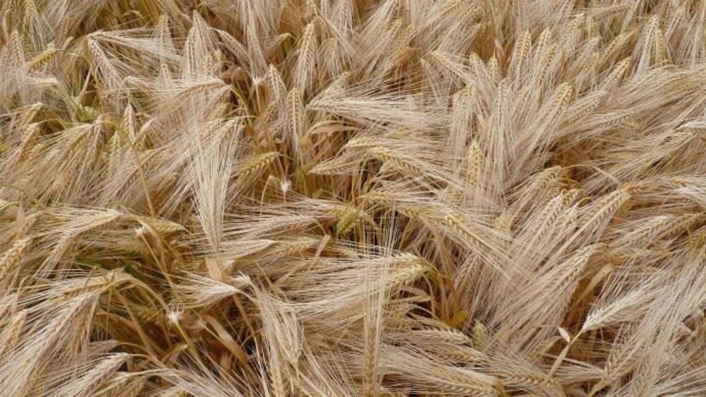 Selon les estimations d'Agreste, les rendements en orge d'hiver devraient connaître une légère hausse par rapport à l'année dernière. Par contre, ceux de colza sont annoncés en forte baisse, du fait des conditions météo défavorables, notamment suivant la floraison. (©Terre-net Média)