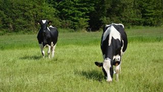 Passer dans une démarche « lait de pâturage et sans OGM » : oui mais seulement si les simulations montrent sa rentabilité (©Terre-net Média) Passer dans une démarche « lait de pâturage et sans OGM » : oui mais seulement si les simulations montrent sa rentabilité (©Terre-net Média)