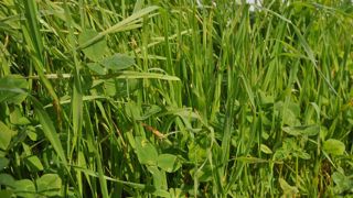 Aussitôt la moisson finie, il faut éliminer les chaumes afin de semer les dérobées. Pour un mélange RGI-trèfles annuels, le semis se fait à 1 ou 1,5 cm de profondeur et la graine doit être rappuyée au rouleau (©Terre-net Média) Aussitôt la moisson finie, il faut éliminer les chaumes afin de semer les dérobées. Pour un mélange RGI-trèfles annuels, le semis se fait à 1 ou 1,5 cm de profondeur et la graine doit être rappuyée au rouleau (©Terre-net Média)