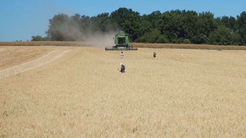 Récolter les menues pailles contribue à la gestion des adventices dans une rotation. (©Arvalis-Institut du végétal) 