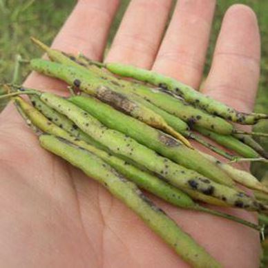 Alternaria sur siliques