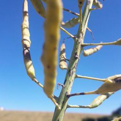 Alternaria sur tiges
