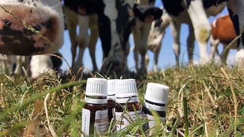 Vous utilisez des huiles essentielles pour soigner votre troupeau ? Attention : considérées comme des médicaments, leur utilisation est réglementée ! (©Terre-net Média) Vous utilisez des huiles essentielles pour soigner votre troupeau ? Attention : considérées comme des médicaments, leur utilisation est réglementée ! (©Terre-net Média)