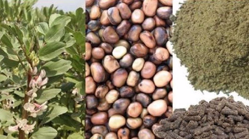 Prodival permet de mieux valoriser les graines protéagineuses en alimentation animale (©Valorex)