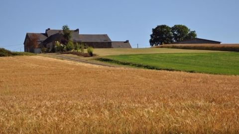 Le retour des précipitations pourrait dégrader la qualité des blés en France. (©Terre-net Média) Le retour des précipitations pourrait dégrader la qualité des blés en France. (©Terre-net Média)