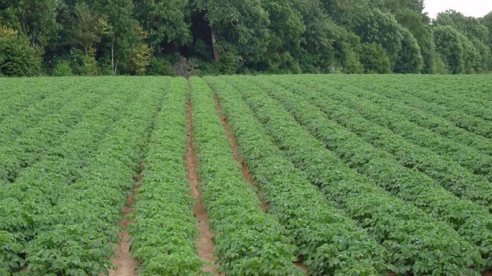 Champ de pommes de terre