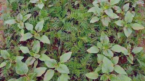 Mélange semé en avoine, tournesol, phacélie, radis chinois et vesce au salon Tech et bio à La-Roche-sur-Yon fin mai. Il vise à restructurer le sol, capter l'azote, concurrencer les adventices et peut être valorisé en fourrage. (©Nathalie Tiers) Mélange semé en avoine, tournesol, phacélie, radis chinois et vesce au salon Tech et bio à La-Roche-sur-Yon fin mai. Il vise à restructurer le sol, capter l'azote, concurrencer les adventices et peut être valorisé en fourrage. (©Nathalie Tiers)
