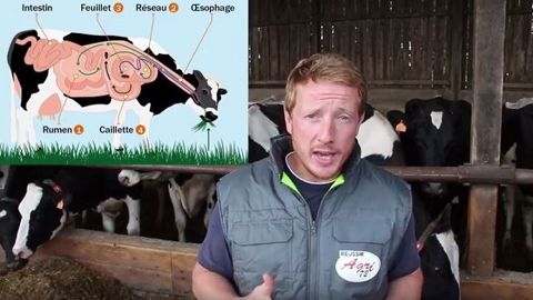 Étienne agri youtubeurre nous rappelle ce qu'est la rumination des bovins