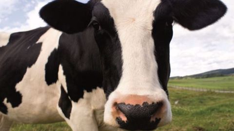 Hepaclean est à distribuer lors des phases délicates du cycle de reproduction : tarissement, début de lactation ou phase de transition alimentaire (©Nutrilac)