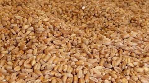 La production européenne de blé est fortement réduite comparée à l'année dernière. Les États-Unis et le Canada voient, par contre, leur production augmenter. (©Terre-net Média)