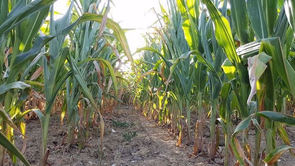 Maïs fourrage en situation de stress hydrique. (©Terre-net Média)