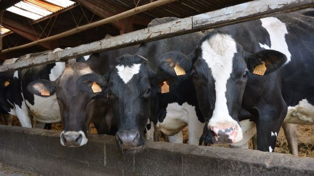 Les vaches de Lionel Schnepp ne sortent dans les prairies que la nuit pour dormir dans la légère fraîcheur nocturne, mais il n'y a plus rien à manger. (Photo d'illustration) (©Terre-net Média)