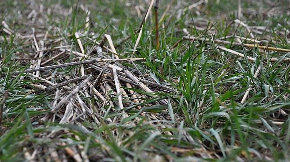 Les couverts végétaux peuvent être pâturés, exploités en vert ou fauchés. (©Terre-net Média)