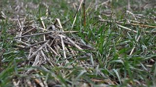 Les couverts végétaux peuvent être pâturés, exploités en vert ou fauchés. (©Terre-net Média) Les couverts végétaux peuvent être pâturés, exploités en vert ou fauchés. (©Terre-net Média)