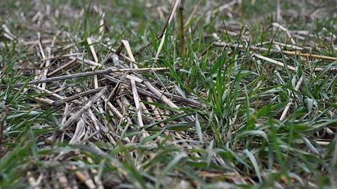 Les couverts végétaux peuvent être pâturés, exploités en vert ou fauchés. (©Terre-net Média)