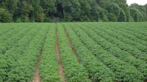 Les rendements de pommes de terre, en France et, plus largement, en Europe de l'Ouest, pourraient être inférieurs de 15 à 25 % par rapport à la moyenne de ces dernières années. (©Terre-net Média) Les rendements de pommes de terre, en France et, plus largement, en Europe de l'Ouest, pourraient être inférieurs de 15 à 25 % par rapport à la moyenne de ces dernières années. (©Terre-net Média)