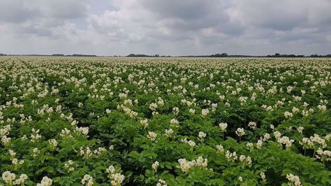 13 variétés de pommes de terre représentent 90 % des ventes de HZPC France. Parmi elles : Innovator, Challenger, Caesar, Monalisa, Mozart, Annabelle, Franceline, Marilyn, Colomba, Heraclea, Astérix, Voyager et Taisaiya.(©HZPC) 13 variétés de pommes de terre représentent 90 % des ventes de HZPC France. Parmi elles : Innovator, Challenger, Caesar, Monalisa, Mozart, Annabelle, Franceline, Marilyn, Colomba, Heraclea, Astérix, Voyager et Taisaiya.(©HZPC)