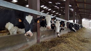Avoir distribué de la ration hivernale cet été a pénalisé les stocks. Il faut trouver des pistes pour réduire la voilure sur le maïs cet hiver. (©Terre-net Média) Avoir distribué de la ration hivernale cet été a pénalisé les stocks. Il faut trouver des pistes pour réduire la voilure sur le maïs cet hiver. (©Terre-net Média)