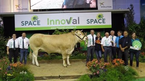 Meilleur Animal du Concours Space 2018, Blonde d'Aquitaine (©Space) Meilleur Animal du Concours Space 2018, Blonde d'Aquitaine (©Space)