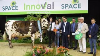 Indianna, grande championne normande. (©Space ) Indianna, grande championne normande. (©Space )