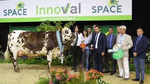 Indianna, grande championne normande. (©Space ) Indianna, grande championne normande. (©Space )