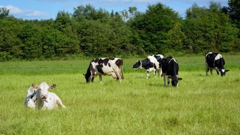 Le projet Laits 3 bio rassemble de nombreux acteurs des filières lait et viande dans le but de développer le bio en Occitanie, Auvergne Rhône Alpes, Nouvelle Aquitaine et Pays de Loire. (©Terre-net Média)