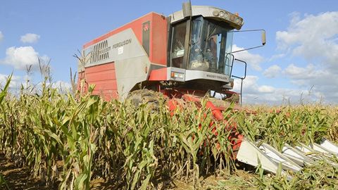 Un bon réglage de la moissonneuse-batteuse est capital pour la récolte du maïs grain.